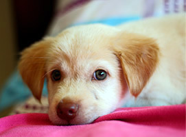 Adopcion de animales madrid