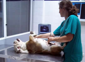 Ecografia para animales madrid