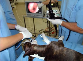 Endoscopia para animales Madrid