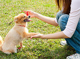 Entrenamiento y cuidado de perros madrid