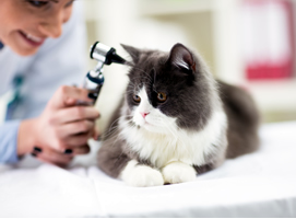 Medicina Interna para animales Madrid