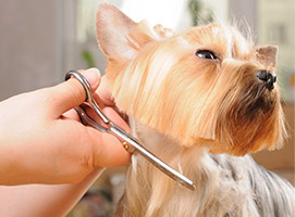 Peluqueria Canina y Felina Madrid