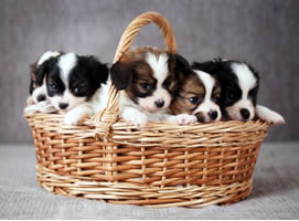 Servicios de reproduccion de animales Madrid