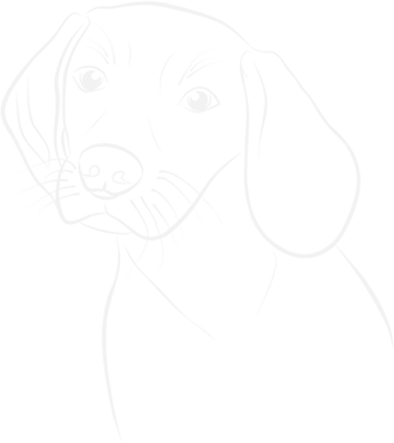 Servicios para animales en Madrid