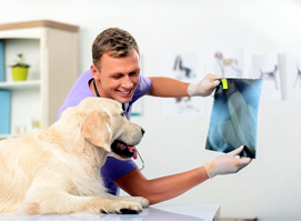 Traumatologia para animales madrid