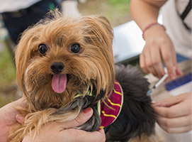 Vacunacion de Perros y Gatos Madrid