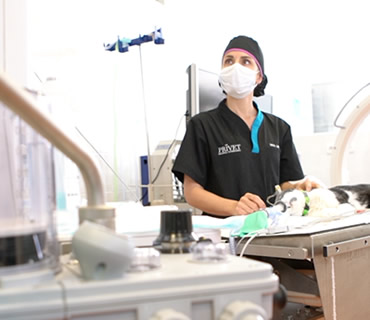 Anestesiologia y reanimacion de animales