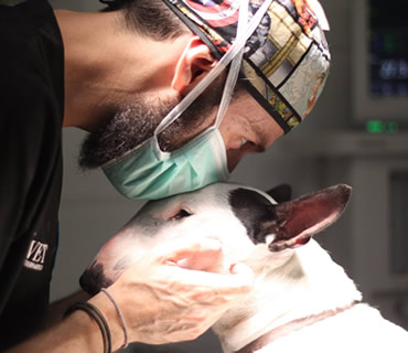Cirugia especial para animales
