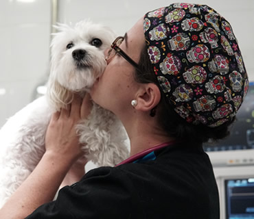 Cirugia General y del sistema digestivo para animales