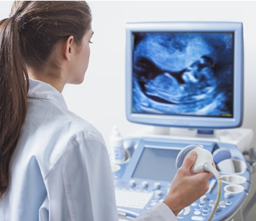 Ecografia para animales