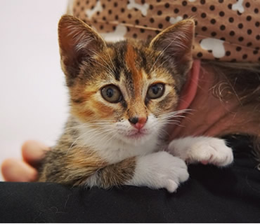 Hospitalizacion de animales