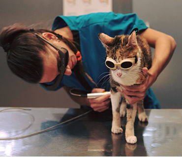 Laseterapia para animales