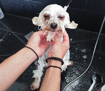 Peluqueria Canina y Felina