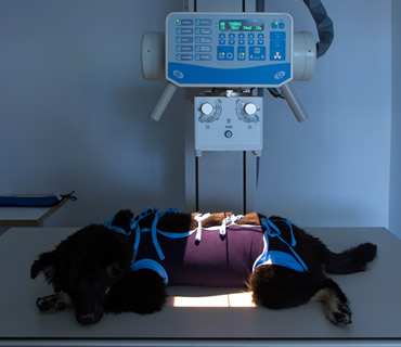 Veterinario con rayos x