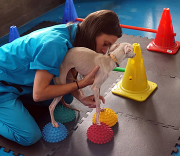 Rehabilitacion para animales