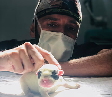 Reproduccion de animales