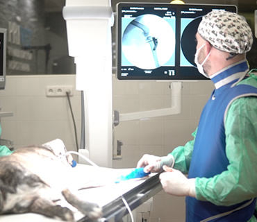 Traumatologia y Ortopedia para animales