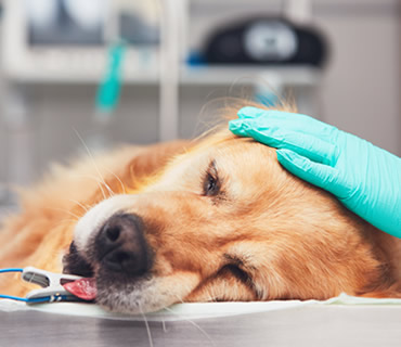 Urgencias Veterintarias 24 horas