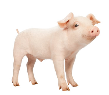 Veterinario de cerdos vietnamitas