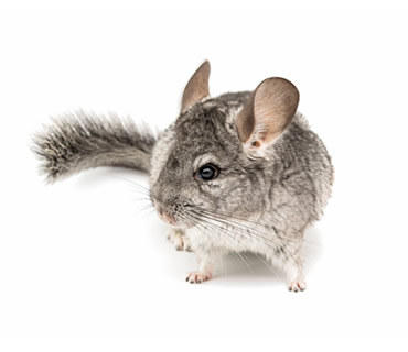 Veterinario de chinchillas
