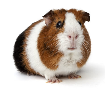 Veterinario de cobayas