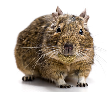 Veterinario de degus