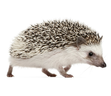 Veterinario de Erizos