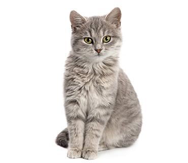 Veterinario de gatos