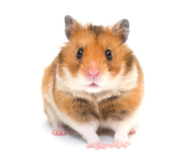 Veterinario de hamsters