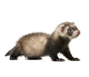 Veterinario de Hurones