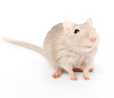 Veterinario de Jerbos