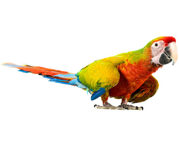 Veterinario de loros