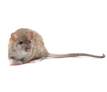 Veterinario de Ratas