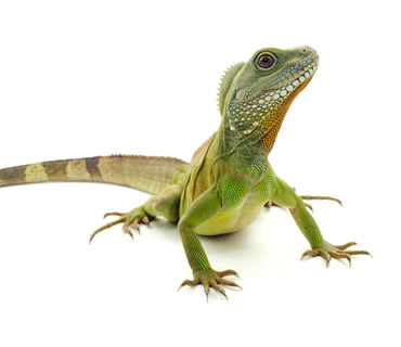 Veterinario de Reptiles