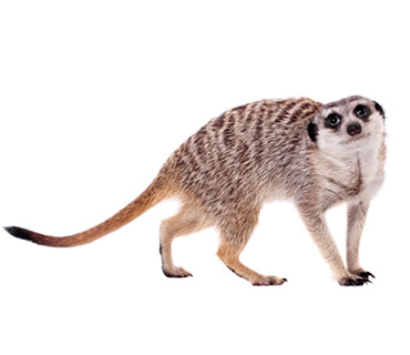 Veterinario de Suricatas