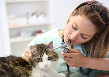 Especialidades Veterinarias Madrid 24 horas