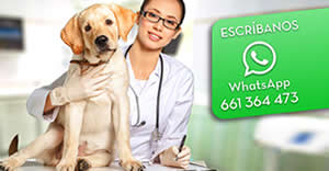 Oferta Esterilizacion de perras