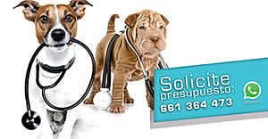 Veterinario Oferta Cirugia